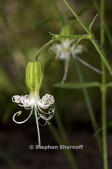 silene lemmonii 3008e graphic